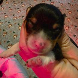 Girl 1 - Black and tan female Pembroke Welsh Corgi puppy in Middleburg, Florida from Mulkeys Little Corgis