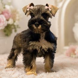 Harley - Salt and pepper female Miniature Schnauzer puppy in Magalia, California from NorCal Schnauzers