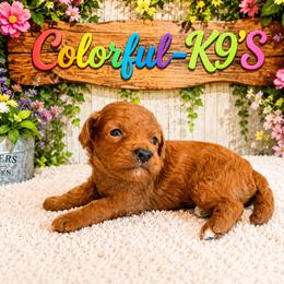 Teddy - Red male Cavapoo puppy in Myrtle Beach, South Carolina from Colorful-K9'S