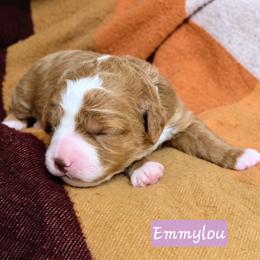 Emmylou (Annabelle) - Red  female Goldendoodle puppy in Hendersonville, Tennessee from Ben's Best Buddy Goldendoodles