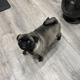 Maci - Pug
