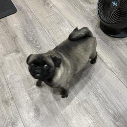 Maci - Pug