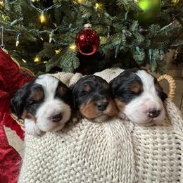 Bernedoodle and Bernese Mountain Dog Puppies from Sage Hills Bernedoodles