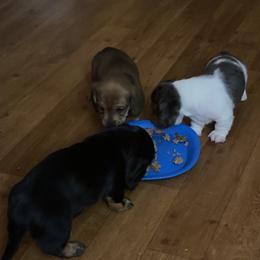 Dachshund Puppies from Alicia's mini dachshund