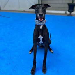 Lotto aka Lasso - Black male Whippet puppy in Harlingen, Texas from Sincity Dogs Hobby Kennel