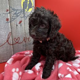 Cockapoo, Goldendoodle, and Maltipoo Puppies from Loris Pampered Pooches💕