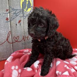 Cockapoo, Goldendoodle, and Maltipoo Puppies from Loris Pampered Pooches💕