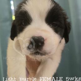 Light purple FEMALE - White and brown female Saint Bernard puppy in Kaukauna, Wisconsin from Holtz Family Saints