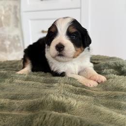 Bernedoodle, Cavapoo, Havanese, and Havapoo Puppies from Lady Paws Puppies - Cassie