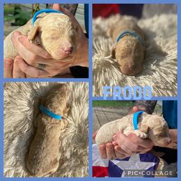 Poodle and Whoodle Puppies from Kalin’s K9s