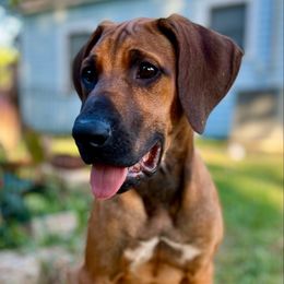 Purple - Rd whtn blk nose male Rhodesian Ridgeback puppy in Baytown, Texas from Tenaha Ridge Rhodesian Ridgebacks