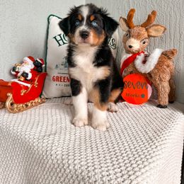Australian Shepherd Puppies from JS Aussies