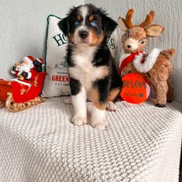 Australian Shepherd Puppies from JS Aussies