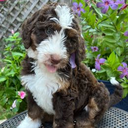 Rachel - Tri-color female Bernedoodle puppy in The Woodlands, Texas from Gracie's Goldendoodles and Bernedoodles