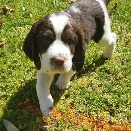 Girl 1 - English Springer Spaniel puppy in Franklinton, North Carolina from Wolfe Clan English Springer Spaniels