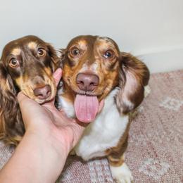 Dachshunds from Wild West Weens