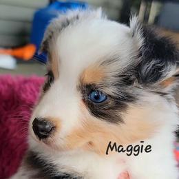 Maggie - Blue merle female Miniature Australian Shepherd puppy in Waxhaw, North Carolina from Cane Creek Aussies