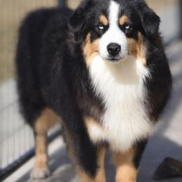 Frankie - Australian Shepherd