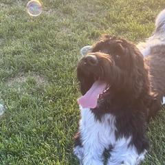 Newfoundlands, Newfypoos, and Sheepadoodles from Sweet Creek Pups