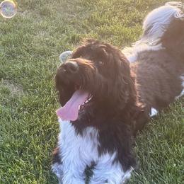 Newfoundlands, Newfypoos, and Sheepadoodles from Sweet Creek Pups