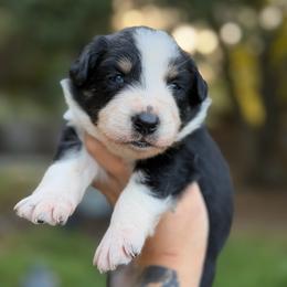 Texas - Black tri-color male Australian Shepherd puppy in Polk City, Florida from Skaky Shepherds