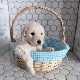 Eddie - Cream male Goldendoodle puppy in Mount Pleasant, Utah from Betty's Goldendoodles