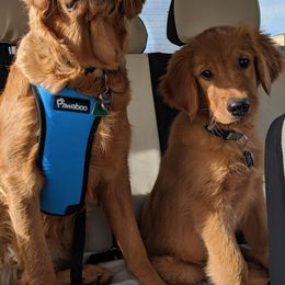 Goldendoodles from Golden's On The Rocks