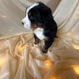 Noble - Black rust and white male Bernese Mountain Dog puppy in Redlands, California from Country Feels Ranch