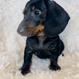 Rocky - Black and tan male Dachshund puppy in Atwater, California from Jes & 3 weens