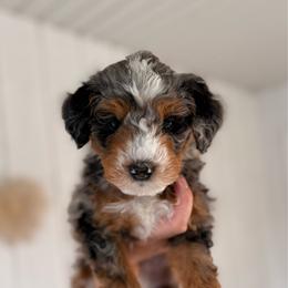 Paoay - Tri-color male Bernedoodle puppy in Cold Spring, Minnesota from A.N.A. Doodles