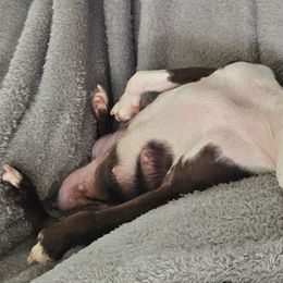 Boston Terriers from PuppiGuppies