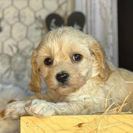 Lemon - female Cavapoochon puppy in Waldron, Arkansas from Kay’s Cutie Poos