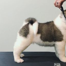 Akita from Komai Akitas