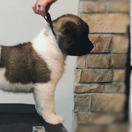 Akita from Komai Akitas