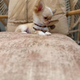 Extra Tiny ,Dinero 8500 - Cream male Chihuahua puppy in Burleson, Texas from Tiny Diiamond Chihuahua Boutique