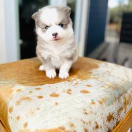 Aperol - Blue female Pomsky puppy in Yavapai County, Arizona from Pawsh Pomskies