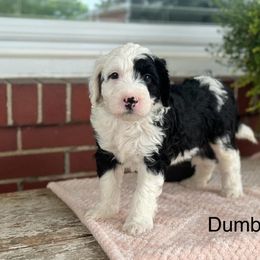 Dumbo - Sheepadoodle puppy from Redcay's Mini Bernedoodles
