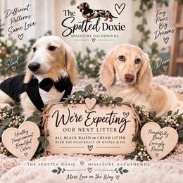 Dachshund puppies from The Spotted Doxie