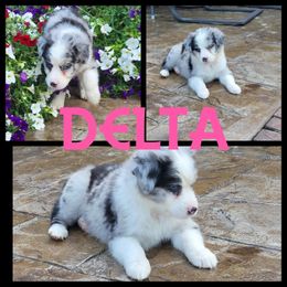 Girl 1 - Blue merle Australian Shepherd puppy in London, Kentucky from Stormy Creek Aussies