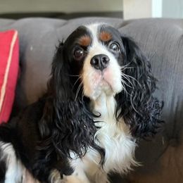 Pirate - Cavalier King Charles Spaniel