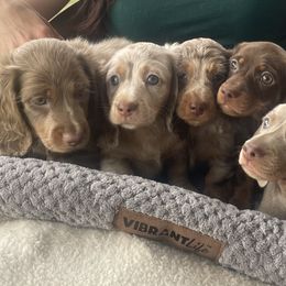 Dachshund Puppies from ESK’s River Valley Mini Doxies