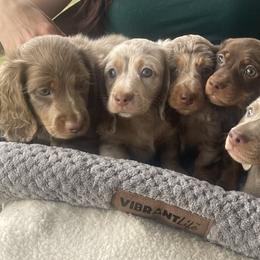 Dachshund Puppies from ESK’s River Valley Mini Doxies