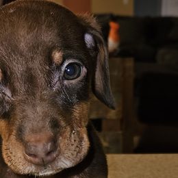 Red girl - Red and rust Doberman Pinscher puppy in Georgia from Jeti Dobermans