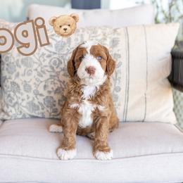 Yogi - Caramel red male Australian Labradoodle puppy in Ardmore, Oklahoma from Mop Top Doodle Co.