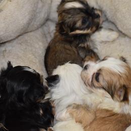Havanese puppies from Bydand Newfoundlands