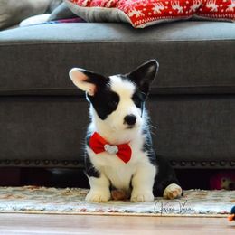 Cardigan Welsh Corgi Puppies from Grandiose Cardigan Welsh Corgis
