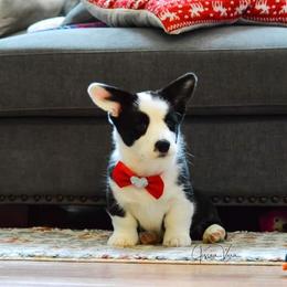 Cardigan Welsh Corgi Puppies from Grandiose Cardigan Welsh Corgis