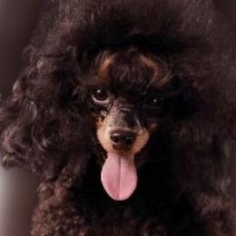 Trixie - Poodle