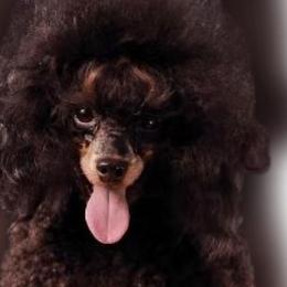Trixie - Poodle