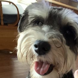 Miniature Schnauzers from Lino Farms